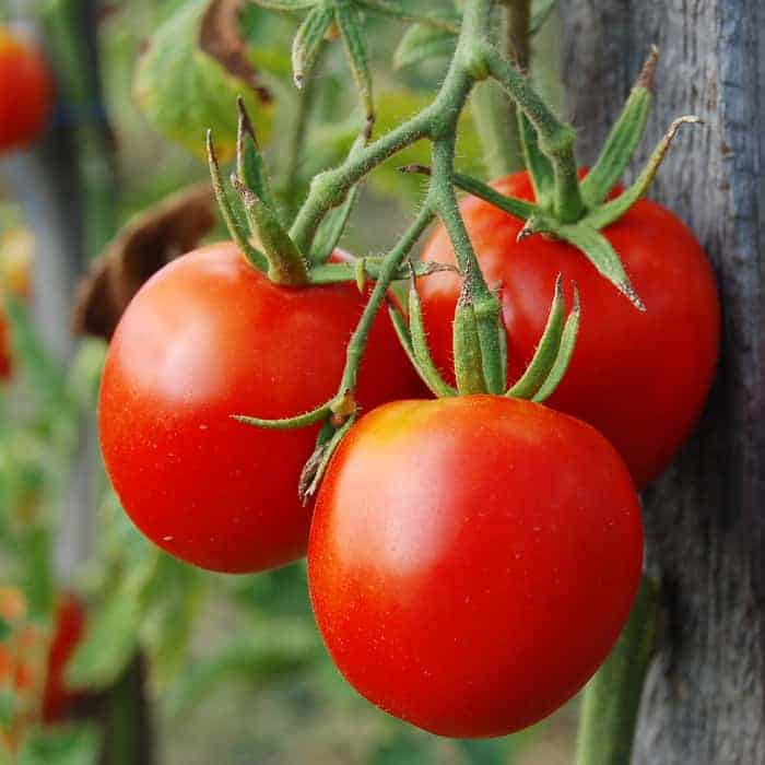 Tomatoes