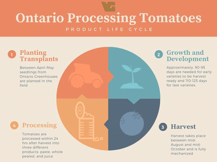 Tomato Life Cycle