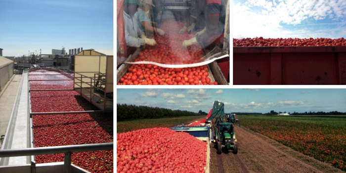 Harvesting Tomatoes